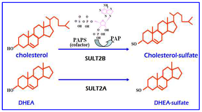 SULT2 sulfates hydroxycholesterol from a sulfate group of PAPS to cholesterol or DHEA