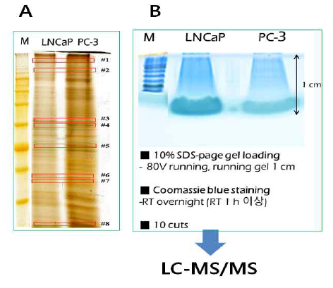 Comparison of protein profiles purified exosome from LNCap vs PC-3 Cells by SDS-PAGE (12.5%). silver staining (A) and SDS PAGE (B)