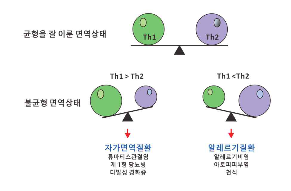 Th1과 Th2의 불균형