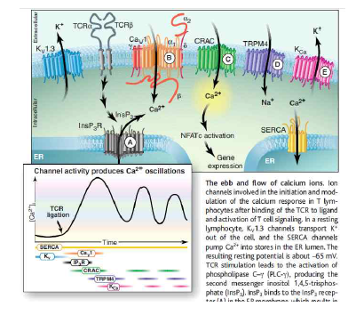 T 세포의 칼슘신호에 관여 하는 이온통로를 나타낸 그림. Science. 2005 Jan 7;307(5706):56-7