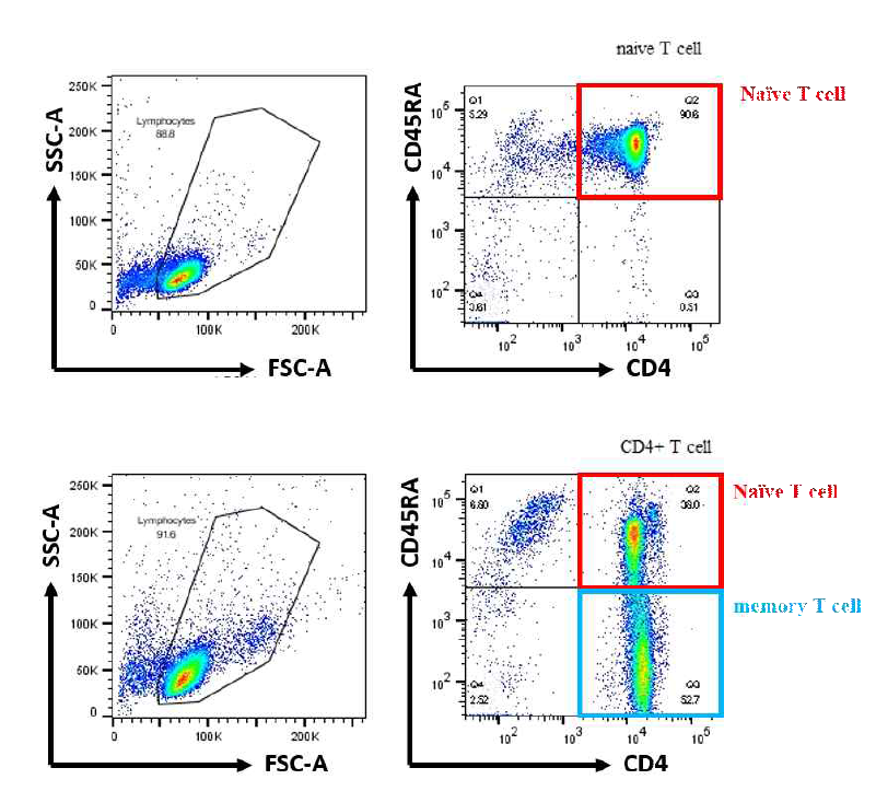 인간 PBMC에서 분리한 naive CD4+ T 세포