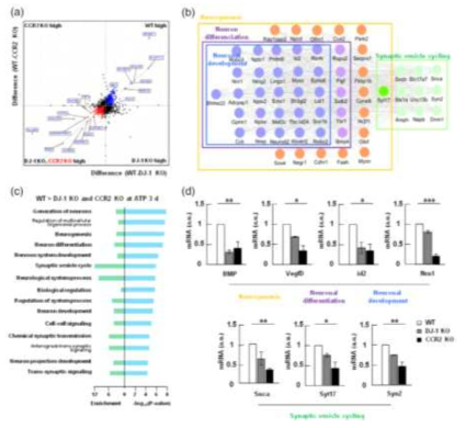 Attenuated repair of neural functions in injured brains of WT, DJ-1 KO, and CCR2 KO mice