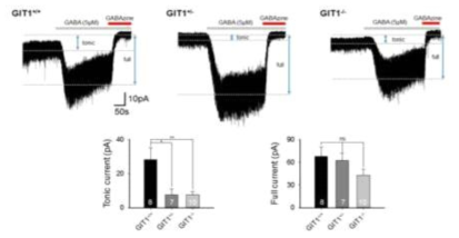 GIT1 결손생쥐의 소뇌 slice (250 ㎛)에서 과립세포에서 발생하는 tonic inhibition 측정 및 분석