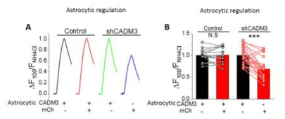 Suppression of synaptic transmission in astrocytic CADM3 deleted tripartite synapses