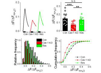 alteration of synaptic transmission in Caveolin-1 KD synapses