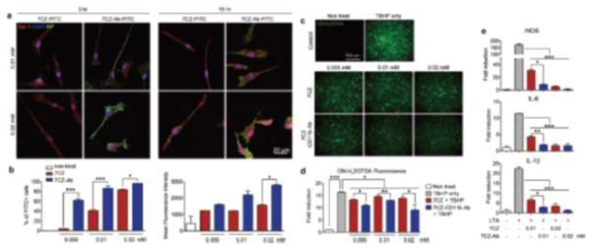 Uptake efficiency, antioxidant and anti-inflammatory effect of 7CZ and 7CZ-Ab NPs