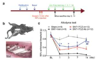 Analgesic effects of 7CZ and 7CZ-Ab NPs