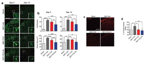 Significant inhibition of microglial activation and ROS regeneration by 7CZ-Ab NPs in vivo