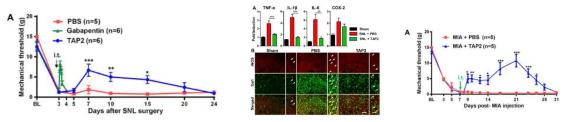 Analgesic effect of TAP2 on microglia activation and NP