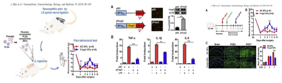 Foxp3 vector encapsulated PLGA nanoparticle on pain