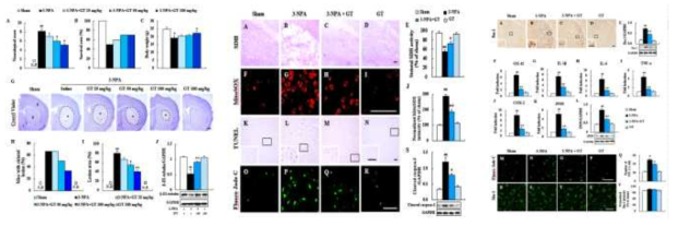 진토닌의 미세아교세포 활성화 억제를 통한 줄무늬체 독성 억제 기능 규명. 3-NPA에 의한 줄무늬체 독성모델 유도 후, 행동 및 신경세포사멸 검사(왼쪽), 산화스트레스 및 세포자멸사 검사(중간), 미세아교세포 활성화 및 염증반응 검사(오른쪽)
