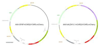GFAP과 ALDH1L1을 프로모터로 하는 AAV 바이러스