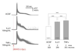 Cytokine in vivo 다광자 칼슘 영상실험 결과 진행 중)