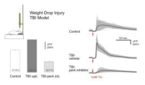 뇌세포 영상 실험을 통한 외상성뇌손상(TBI) 모델 검증