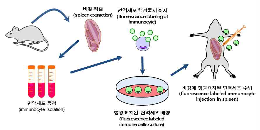 비장세포 특이 뇌염증 반응 분석 모식도