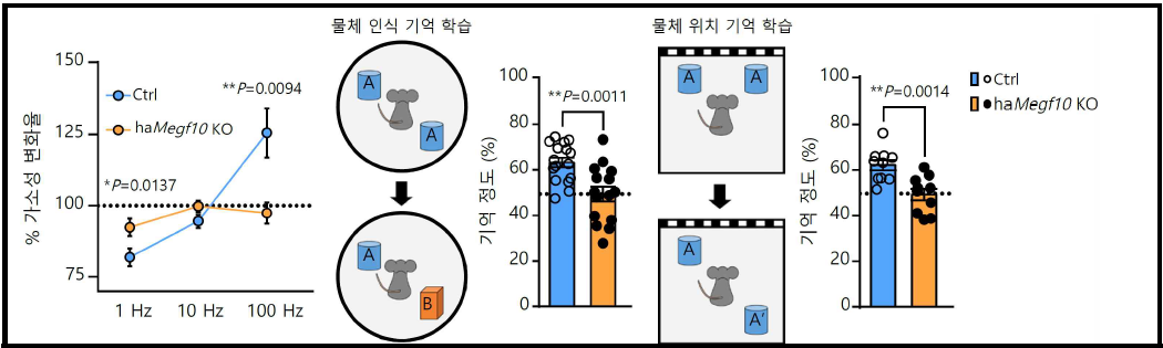 Floxed Megf10 생쥐의 CA1에 Cre AAV를 주입 후 감소한 가소성 및 기억 정도