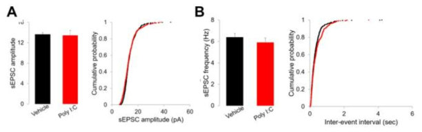poly(I:C) 처리 후 sEPSC의 amplitude와 frequency