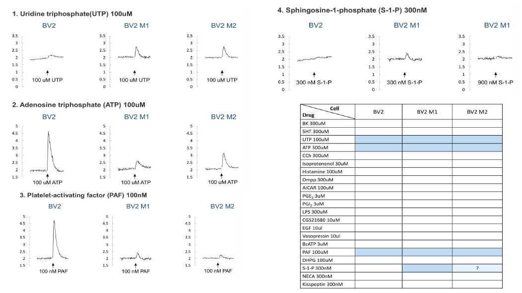 BV2 세포의 M1, M2 phase에서 변화하는 세포내 Ca2+ 신호 양상