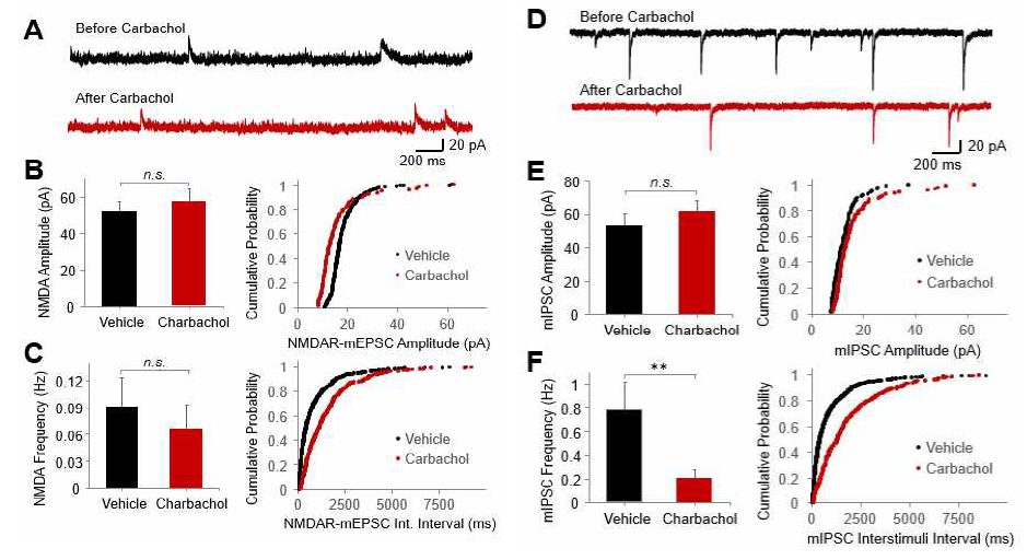 Nucleus accumbens의 muscarinic 자극은 NMDA 수용체 활성이나 GABAergic 억제성 신경전달에는 영향을 주지 않음