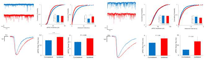 P7에서 Injury side의 sEPSC frequency가 증가하였다. (A) Ipsilateral side에서 sEPSC frequency가 P7에서 P1에 비해 증가하였으며 kinetics 역시 변화하였다. 반면 sIPSC는 오히려 P7이 P1에 비해 감소하는 경향성을 보였다. 하지만 Contralateral side에서는 이러한 변화가 관찰되지 않았다