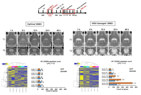 유전체 분석을 통한 BBBD 동물모델에서 유전자 발현 변화 확인