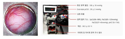 초고속 OCT 촬영을 위한 cranial window 및 이미징 장비