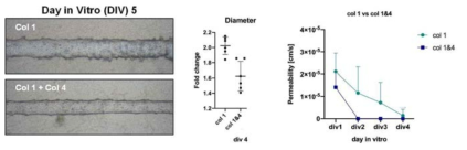 BBB chip channel에 collagen type I만으로 scaffold를 만들었을 때와 collagen type I 및 IV를 혼합해서 만들었을 때, 혈관의 diameter변화 및 BBB permeability의 변화를 측정한 데이터