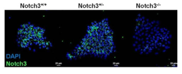 대조군 및 notch3 KO 역분화줄기세포에서 notch3 항체를 이용한 면역형광염색을 수행함. Notch3 homozygous KO에서 형광신호가 없는 notch3 특이적 염색이 가능한 항체를 선별하는데 성공함