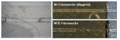 BBB Chip Channel상에서 내피세포 lining이 뒤로 retraction되는 현상을 막기 위해 fibronectin coating을 실시하고, 그 시간의 연장을 조절함으로써 retraction현상을 어느 정도 방지할 수 있게 됨