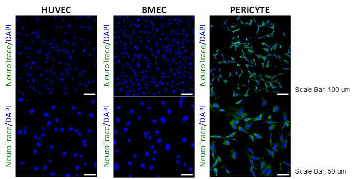 NeuroTrace가 염색하는 세포를 선별. HUVEC 내피세포와 human primary brain microvascular endothelial cell(BMEC), human primary pericyte를 비교함