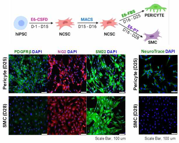 동일 iPSc로부터 분화시킨 뇌혈관주위세포 및 뇌혈관평활근세포 중 뇌혈관주위세포만 선택적으로 NeuroTrace에 의해 염색됨을 보여주는 소견