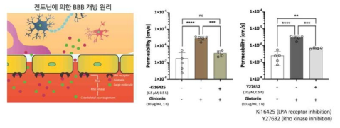 진토닌에 의한 BBB 개방 효과 원리 확인