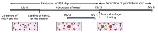 BBB-뇌 암 칩 제작을 위한 timeline