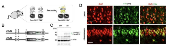 Tau-BiFC 생쥐 모델 개발 및 뇌 조직 발현 검증