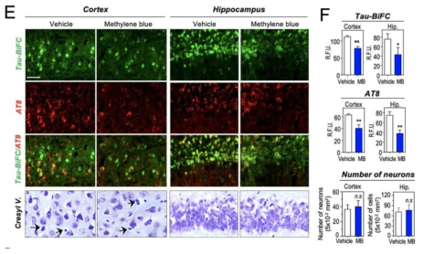 Tau-RX 투여 후, tau-BifC 생쥐의 뇌 조직 분석