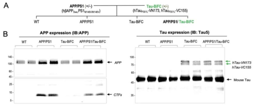 APP/PS1/Tau-BiFC 생쥐 제작 및 APP 및 타우 발현 검증