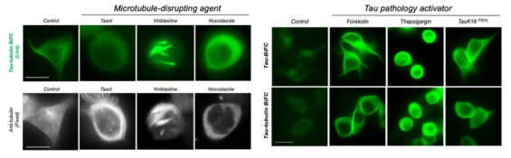 타우-튜블린의 상호작용을 관찰할 수 있는 Tau/Tubulin-BiFC 세포 모델 구축