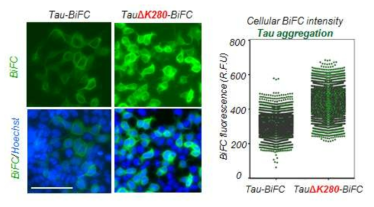 Tau-BiFC cell 와 TauΔK280-BiFC cell 모델의 타우 응집 정도 확인