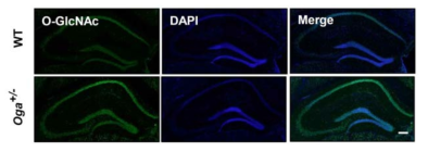 Oga heterozygous 마우스 뇌의 해마 영역에서 증가한 O-GlcNAc 당화