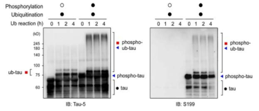 타우 단백질의 in vitro phosphorylation 후 ubiquitination. 타우 단백질의 size shift와 S199 선택적 인산화 타우에서 변형이 확인되었음. GSK-3beta의 열 비활성화에 의해 인산화 되지 못한 타우와 비교하였을 때 인산화 된 타우는 유비퀴틴화가 크게 증가됨