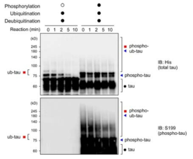 유비퀴틴화된 타우 단백질의 탈유비퀴틴화 (Deubiquitination). 10분 이내에 비인산화와 인산화된 타우의 유비퀴틴이 떨어져나가는 것을 관찰하였음