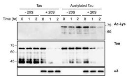 아세틸화된 타우의 in vitro degradation. 20S 프로테아좀에 의해 단량체의 아세틸화된 타우가 분해되는 것을 확인하였음