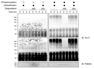 유비퀴틴화된 타우의 in vitro degradation. 유비퀴틴화된 타우만 26S 프로테아좀에 의해 분해 되는 것을 확인하였음