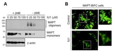 프로테아좀 활성의 증대에 따른 타우 단백질 소중합체의 형성 저해 A. 타우 단백질의 소중합체를 형성시키는 조건에서 IU1의 농도를 점진적으로 증가시키자 타우 단백질의 소중합체 형성이 저해된 것을 확인. B. 타우 단백질이 소중합체를 형성하는 경우에만 형광을 나타내는 세포주 (MAPT-BiFC cell)를 이용하여 관찰. IU1 처리시 형광이 줄어든 것을 통해 프로테아좀 활성 증대가 타우 단백질의 소중합체 형성을 저해하는 효과를 보임