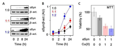 SH-SY5Y 세포에 알파 시누클레인 응집체를 처리하여 세포내로 전달되는 것 확인함. A. 세포내로 전달되는 알파 시누클레인의 양이 구리 이온의 몰 비율이 증가함에 따라 함께 증가. B. A에서 확인한 단백질의 양을 베타 액틴의 양에 따라 정량하여 나타낸 그래프. C. 알파 시누클레인 전달에 따른 세포 독성도 조사 실험 결과