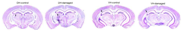 FUS를 조사한 Tau-P301L-BiFC 생쥐의 cresyl violet 염색