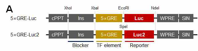 Luc과 Luc2 리포터 유전자의 구성