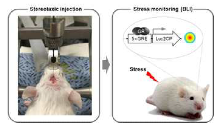 마우스의 뇌에서 스트레스를 모니터링하는 과정