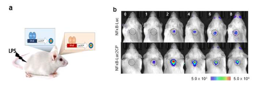A) 실험 디자인 B) 마우스의 뇌에서LPS에 따른 NFkB의 변화 확인