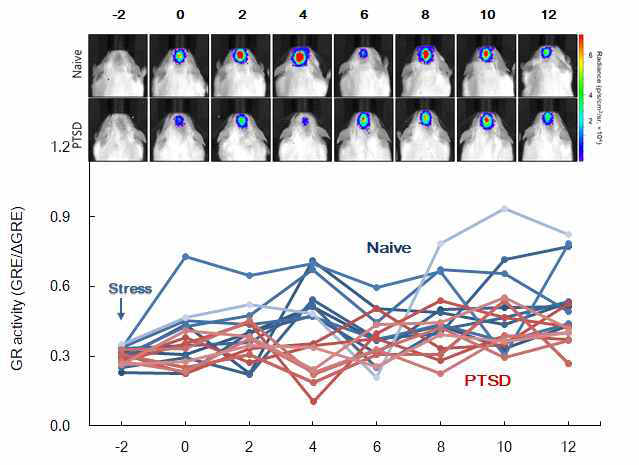 정상군과 PTSD 그룹 사이의 GR 활성 실시간 모니터링 분석